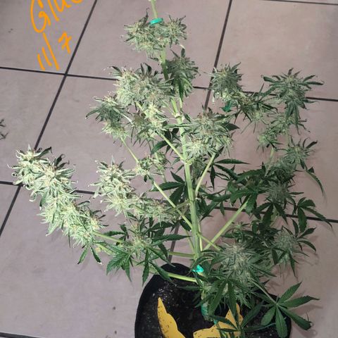 Gorilla Glue growlog timeline photo