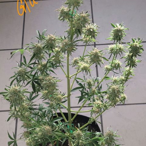 Gorilla Glue growlog timeline photo
