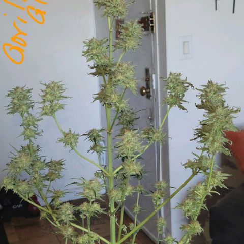 Gorilla Glue growlog timeline photo