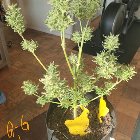 G-G growlog timeline photo
