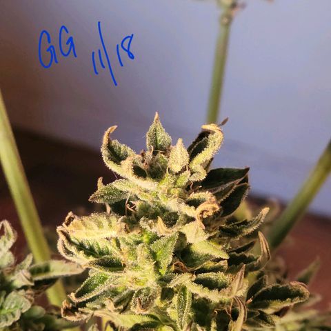 G-G growlog timeline photo