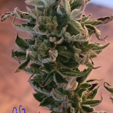 G-G growlog timeline photo