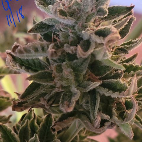 G-G growlog timeline photo