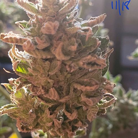 G-G growlog timeline photo