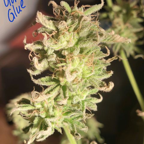 Gorilla Glue growlog timeline photo