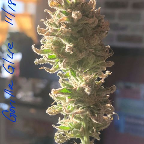 Gorilla Glue growlog timeline photo