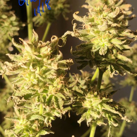 Gorilla Glue growlog timeline photo