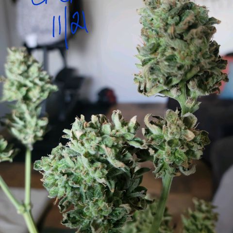 G-G growlog timeline photo
