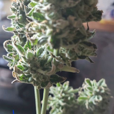 G-G growlog timeline photo