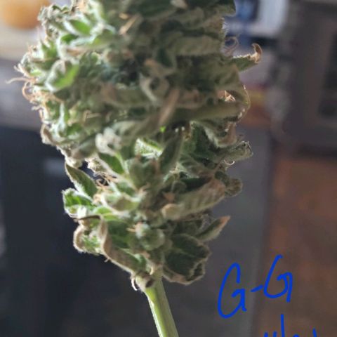 G-G growlog timeline photo