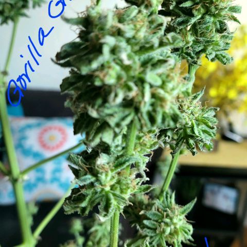 Gorilla Glue growlog timeline photo