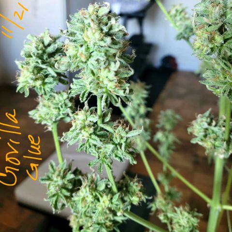 Gorilla Glue growlog timeline photo
