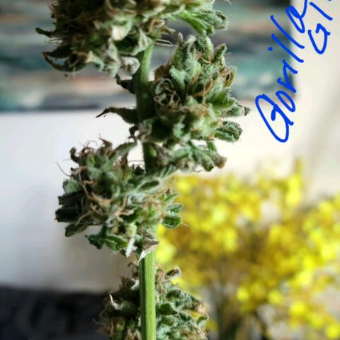 Gorilla Glue growlog timeline photo