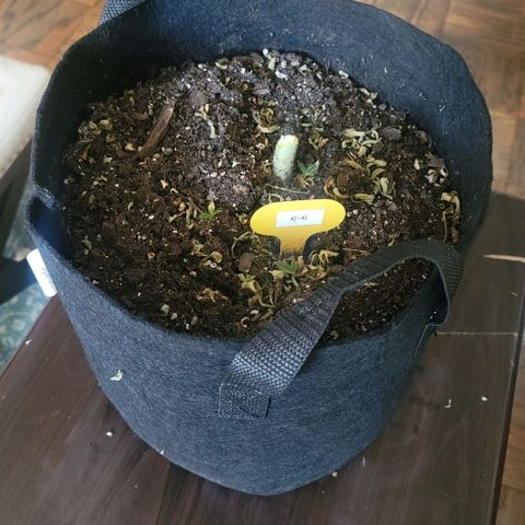 G-G growlog timeline photo