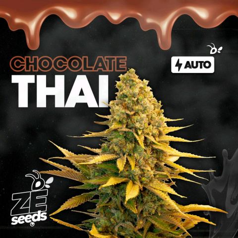Chocolate Thai  #1 growlog timeline photo