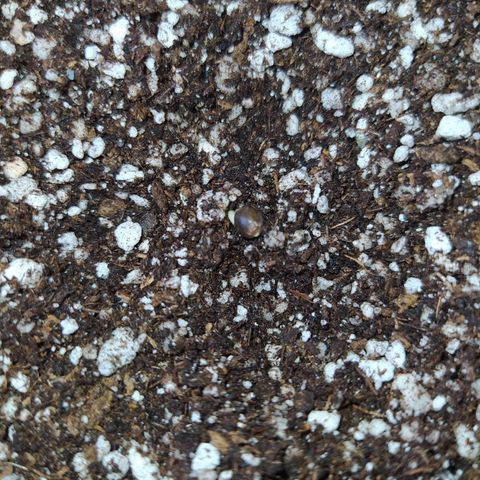 Chocolate Thai  #1 growlog photo: Retirei o broto do papel toalha e coloquei no substrato.