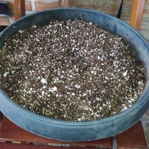 Chocolate Thai  #1 growlog photo: Retirei o broto do papel toalha e coloquei no substrato.