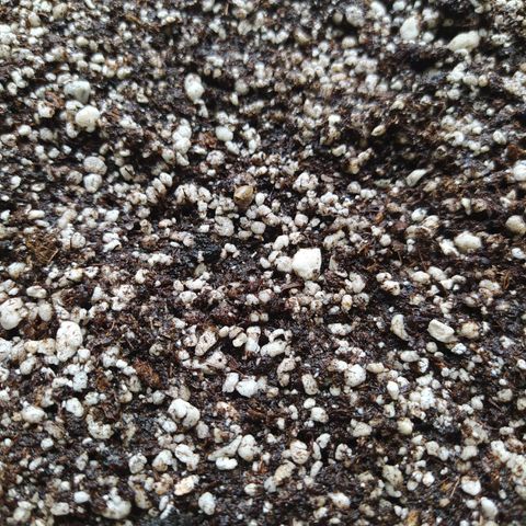Chocolate Thai  #1 growlog photo: Hoje de manhã coloquei ela em meia sombra e reguei. 