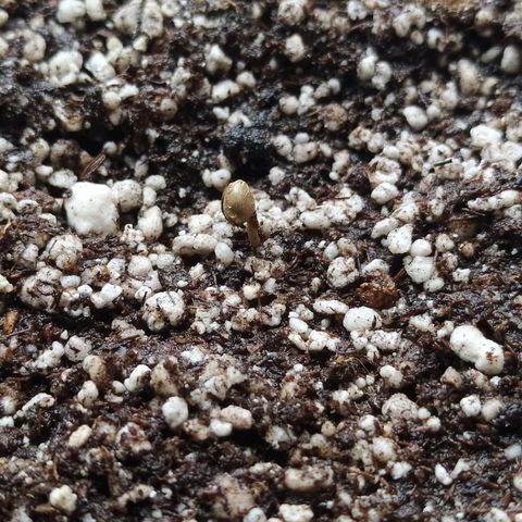 Chocolate Thai  #1 growlog timeline photo