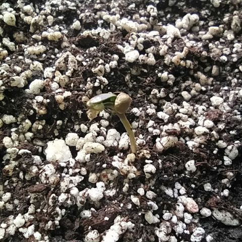 Chocolate Thai  #1 growlog photo: Foto matinal. 