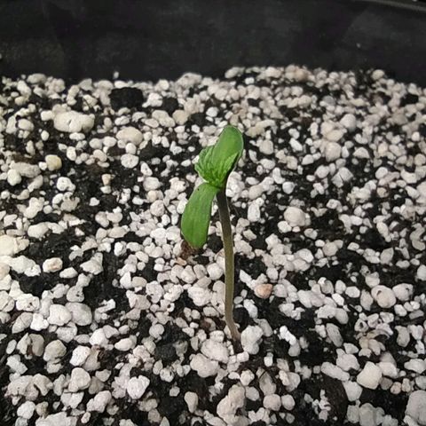 Chocolate Thai  #1 growlog timeline photo