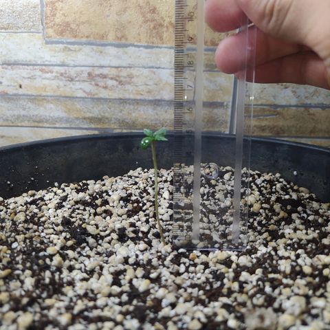 Chocolate Thai  #1 growlog timeline photo