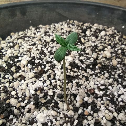 Chocolate Thai  #1 growlog timeline photo