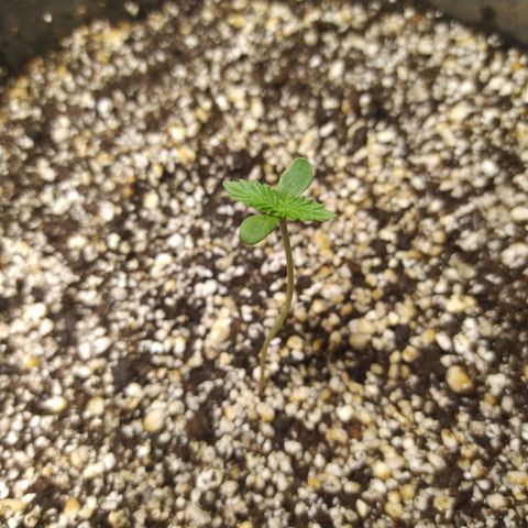 Chocolate Thai  #1 growlog photo: Depois da rega. 