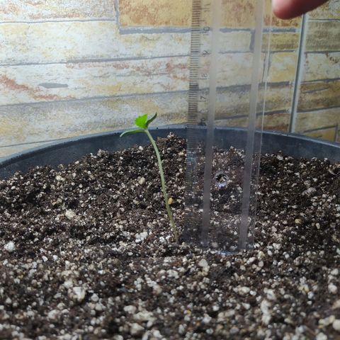 Chocolate Thai  #1 growlog photo: Planta um pouco inclinada mas já cresceu um pouco.