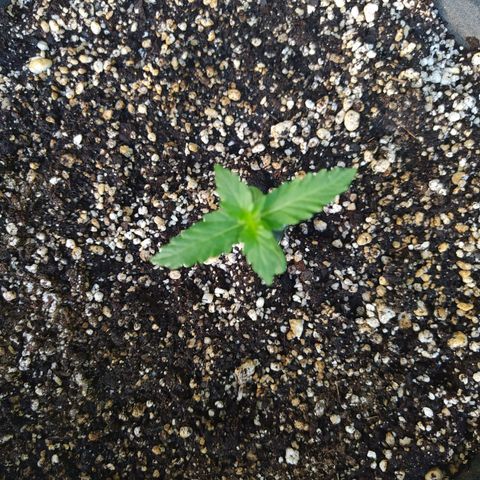 Chocolate Thai  #1 growlog timeline photo