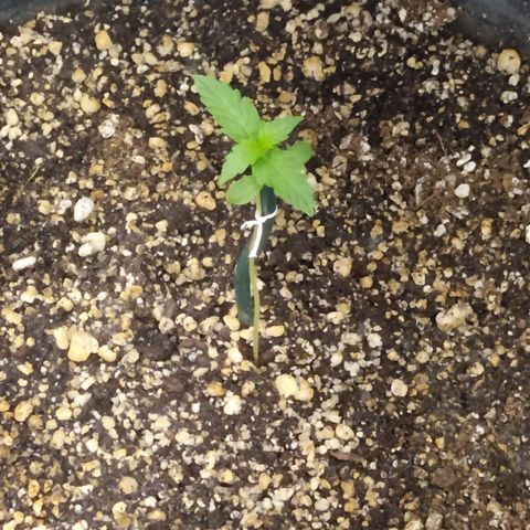 Chocolate Thai  #1 growlog photo: Foto tirada as 23:00.
