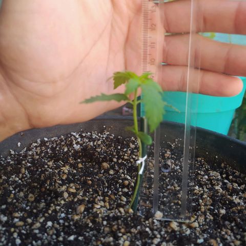 Chocolate Thai  #1 growlog timeline photo