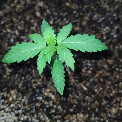 Chocolate Thai  #1 growlog timeline photo