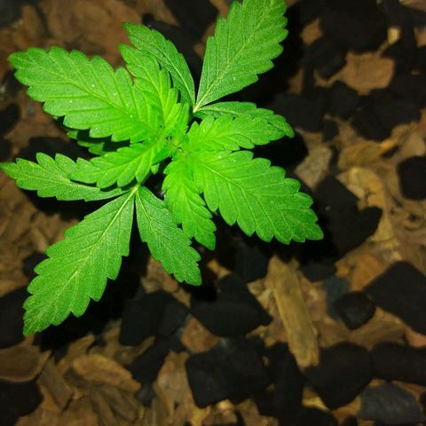 Chocolate Thai  #1 growlog timeline photo