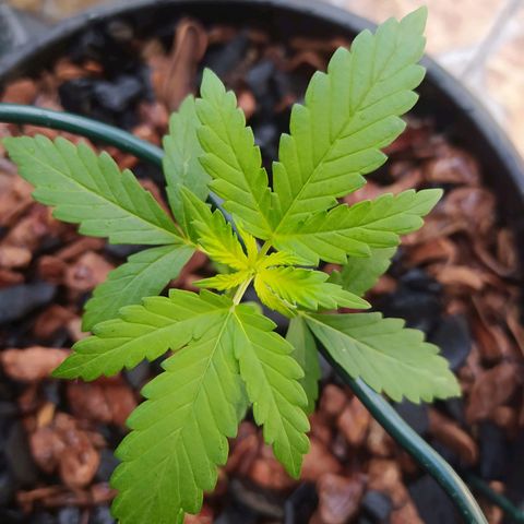 Chocolate Thai  #1 growlog timeline photo