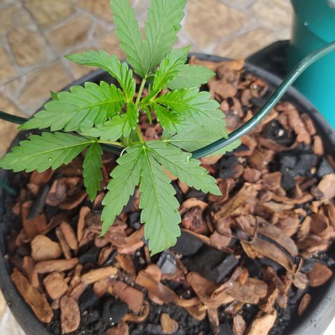 Chocolate Thai  #1 growlog photo: Acrescentei substrato de fibra de coco, 800g.