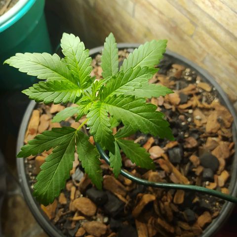 Chocolate Thai  #1 growlog photo: Essa chocolate Thai está bem melhor do que a primeira, porém no início dela faltou luz, e o caule cresceu bastante, agora e amarar pra não quebrar, e continuar levando ela! 