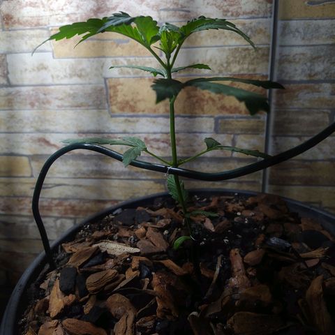 Chocolate Thai  #1 growlog photo: Essa chocolate Thai está bem melhor do que a primeira, porém no início dela faltou luz, e o caule cresceu bastante, agora e amarar pra não quebrar, e continuar levando ela! 