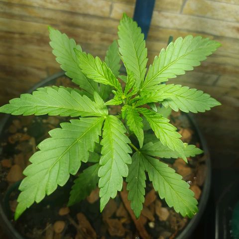 Chocolate Thai  #1 growlog timeline photo