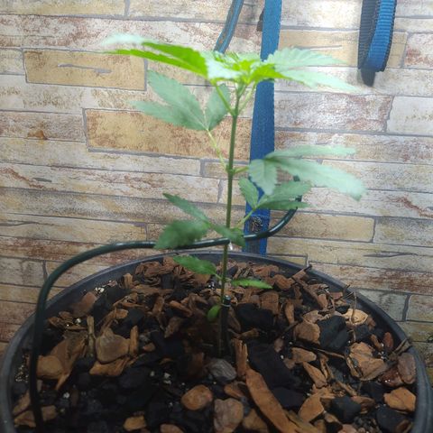 Chocolate Thai  #1 growlog timeline photo