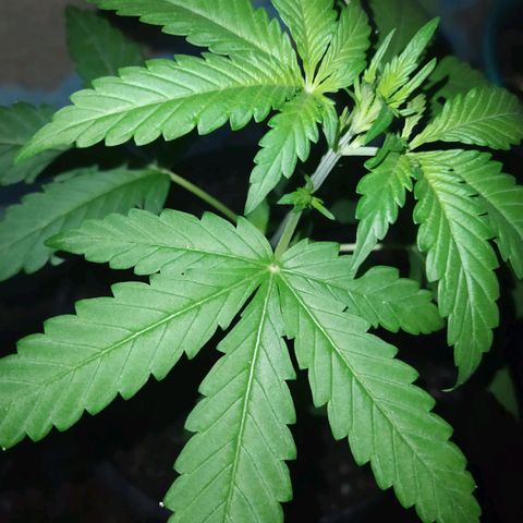 Chocolate Thai  #1 growlog timeline photo