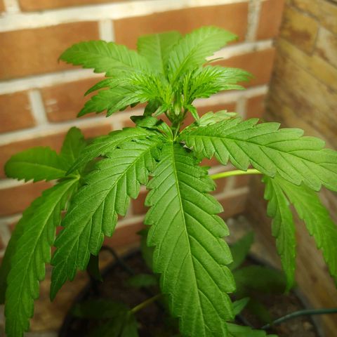 Chocolate Thai  #1 growlog timeline photo