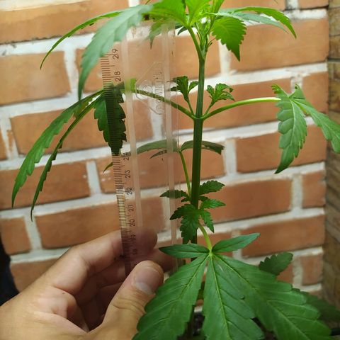 Chocolate Thai  #1 growlog photo: Cresceu bastante! 