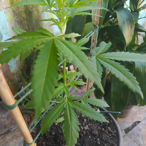 Chocolate Thai  #1 growlog timeline photo