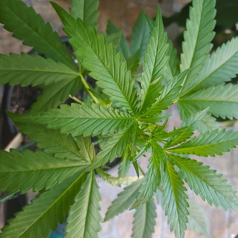 Chocolate Thai  #1 growlog timeline photo
