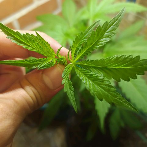 Chocolate Thai  #1 growlog photo: Poda.
