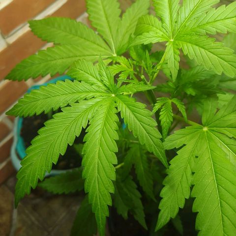 Chocolate Thai  #1 growlog timeline photo