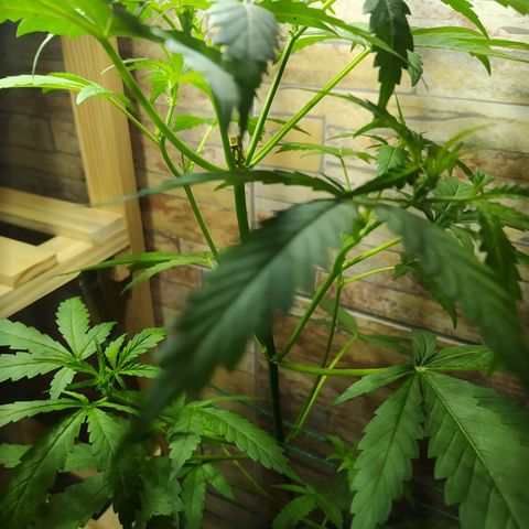 Chocolate Thai  #1 growlog timeline photo