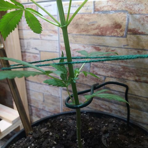 Chocolate Thai  #1 growlog timeline photo