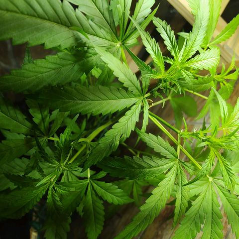 Chocolate Thai  #1 growlog timeline photo
